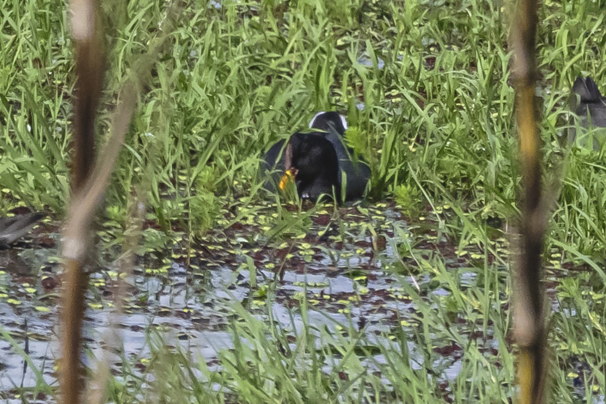 Red-fronted Coot - ML615720393