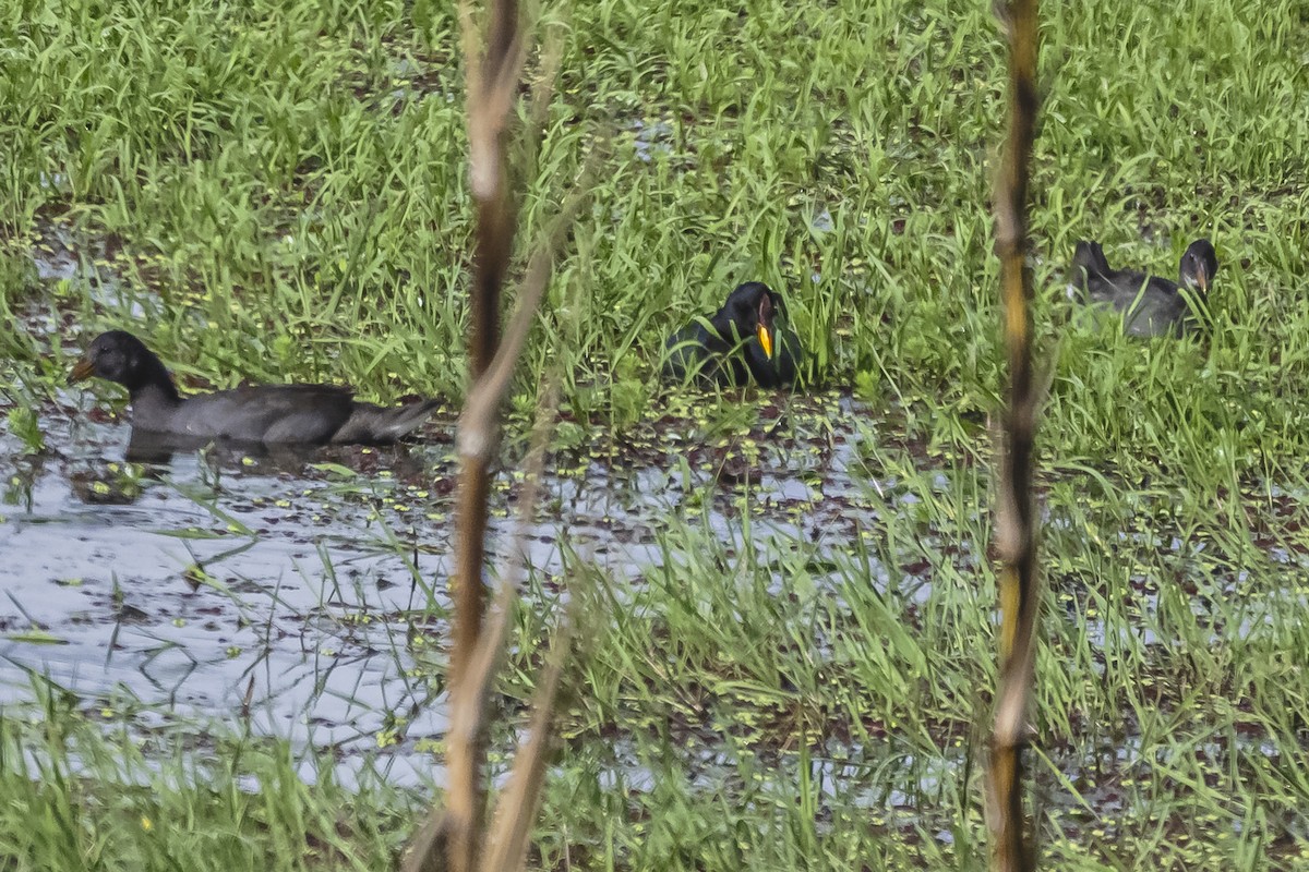 Red-fronted Coot - ML615720394