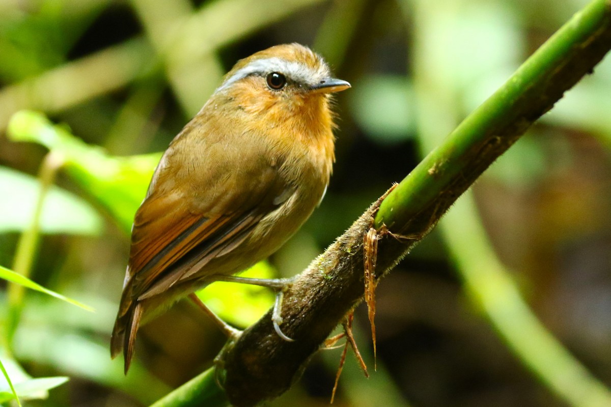 Rufous Gnateater - Dietmar PETRAUSCH