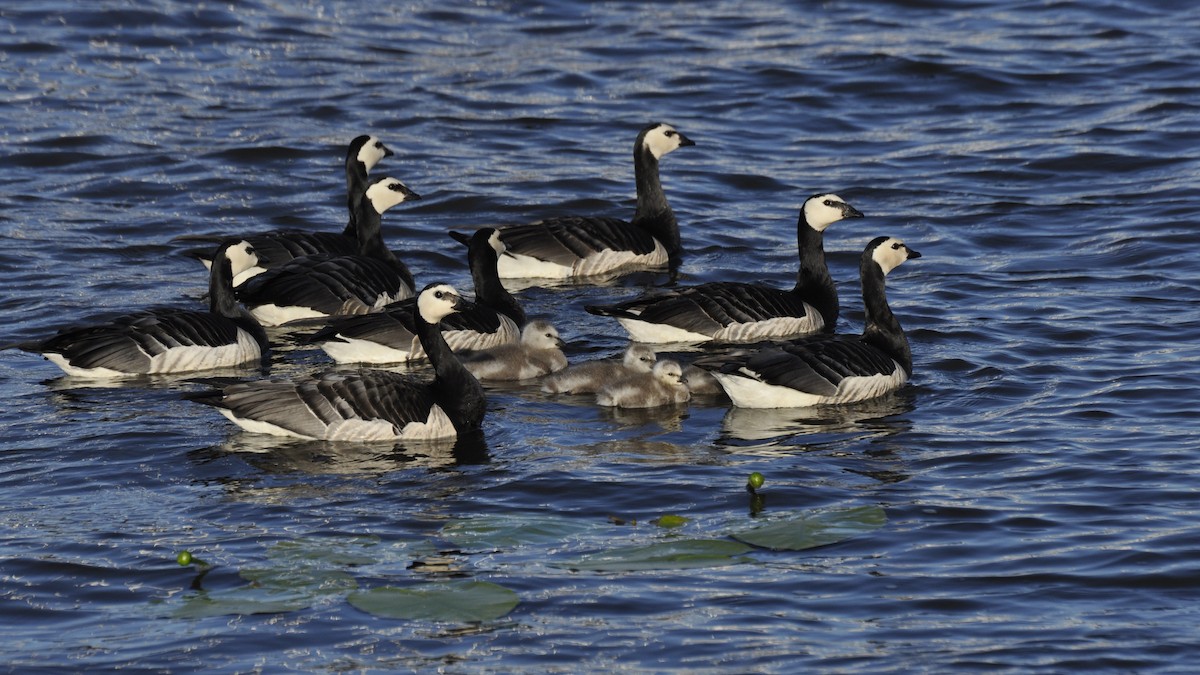 Barnacle Goose - ML615720463