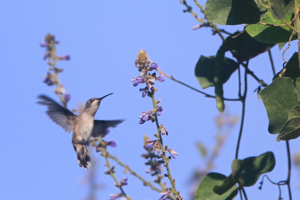 hummingbird sp. - Grace Taylor