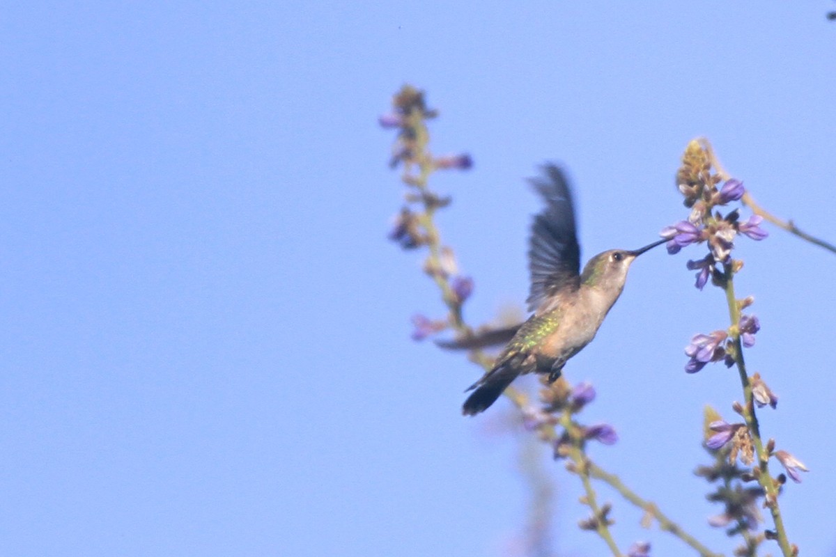 Trochilidae sp. - ML615720466