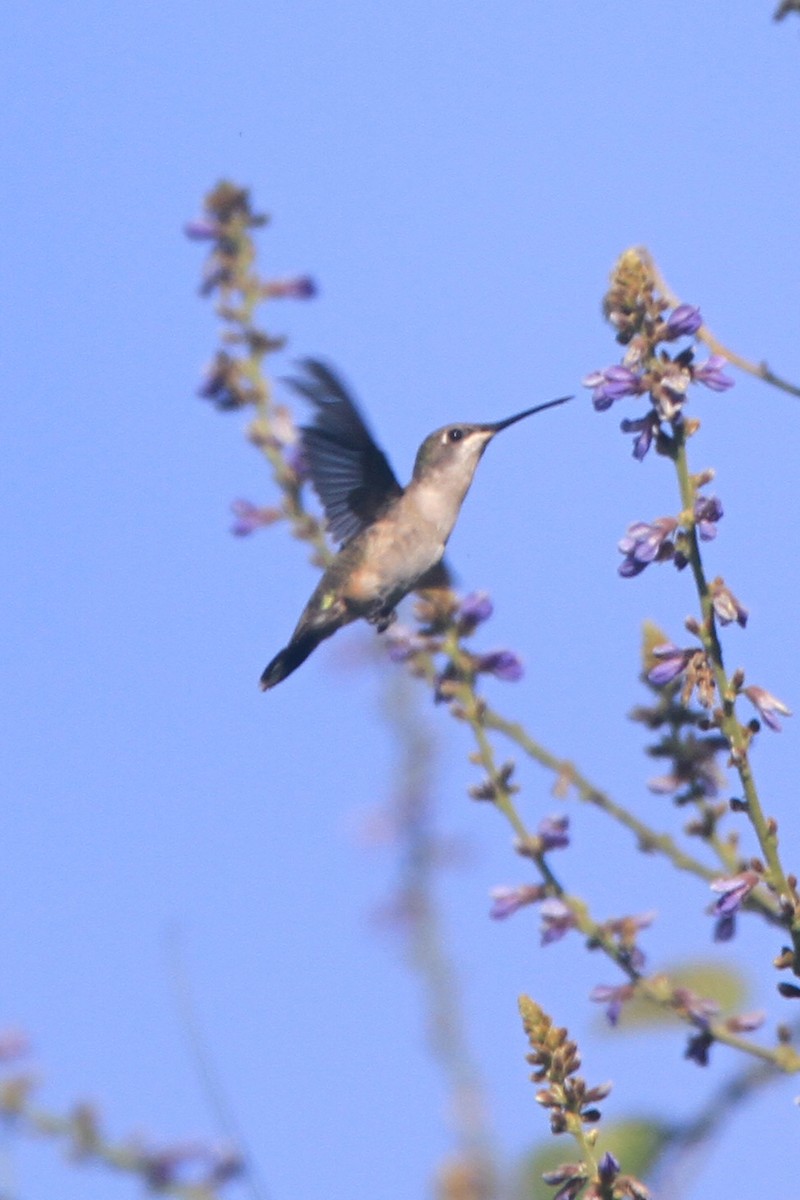 Trochilidae sp. - ML615720468