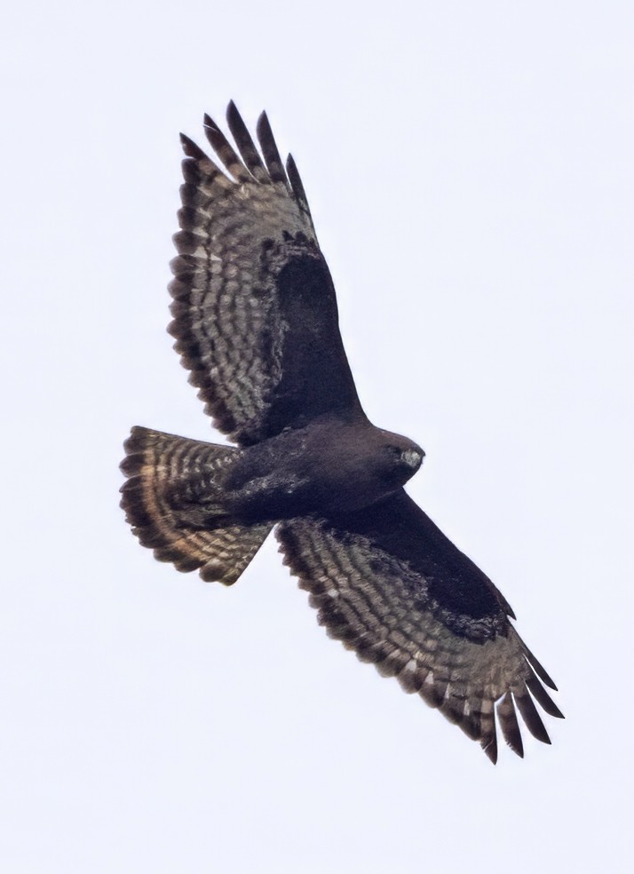 Red-tailed Hawk (calurus/abieticola) - ML615720504