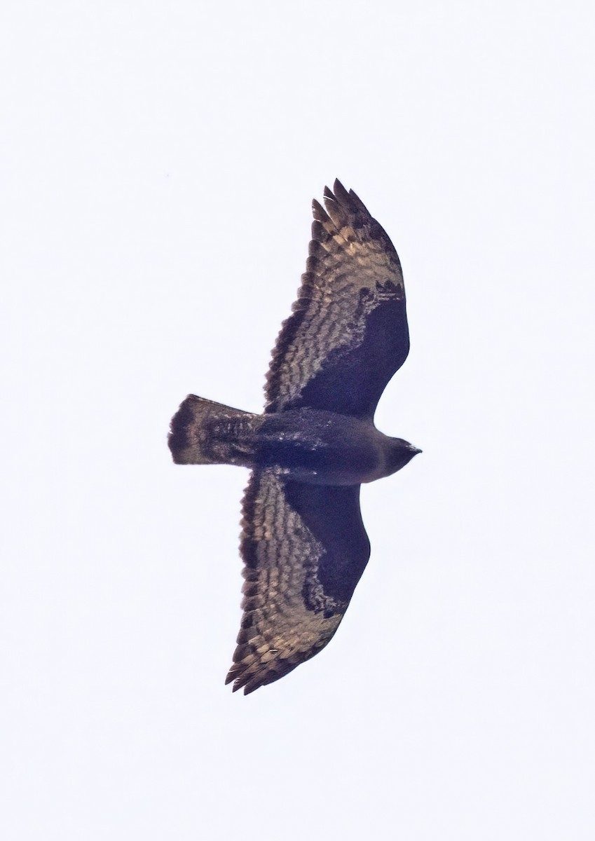 Red-tailed Hawk (calurus/abieticola) - ML615720505