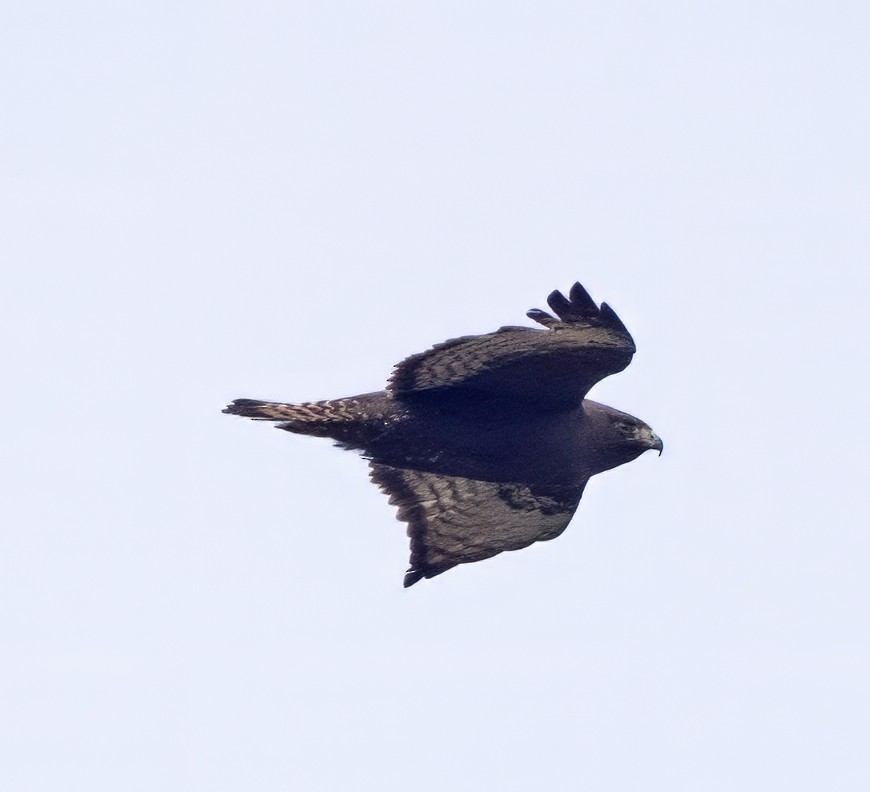 Red-tailed Hawk (calurus/abieticola) - ML615720506