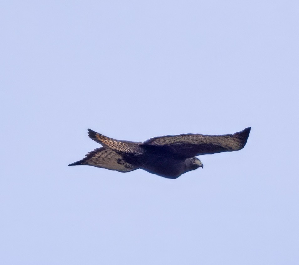 Red-tailed Hawk (calurus/abieticola) - ML615720507