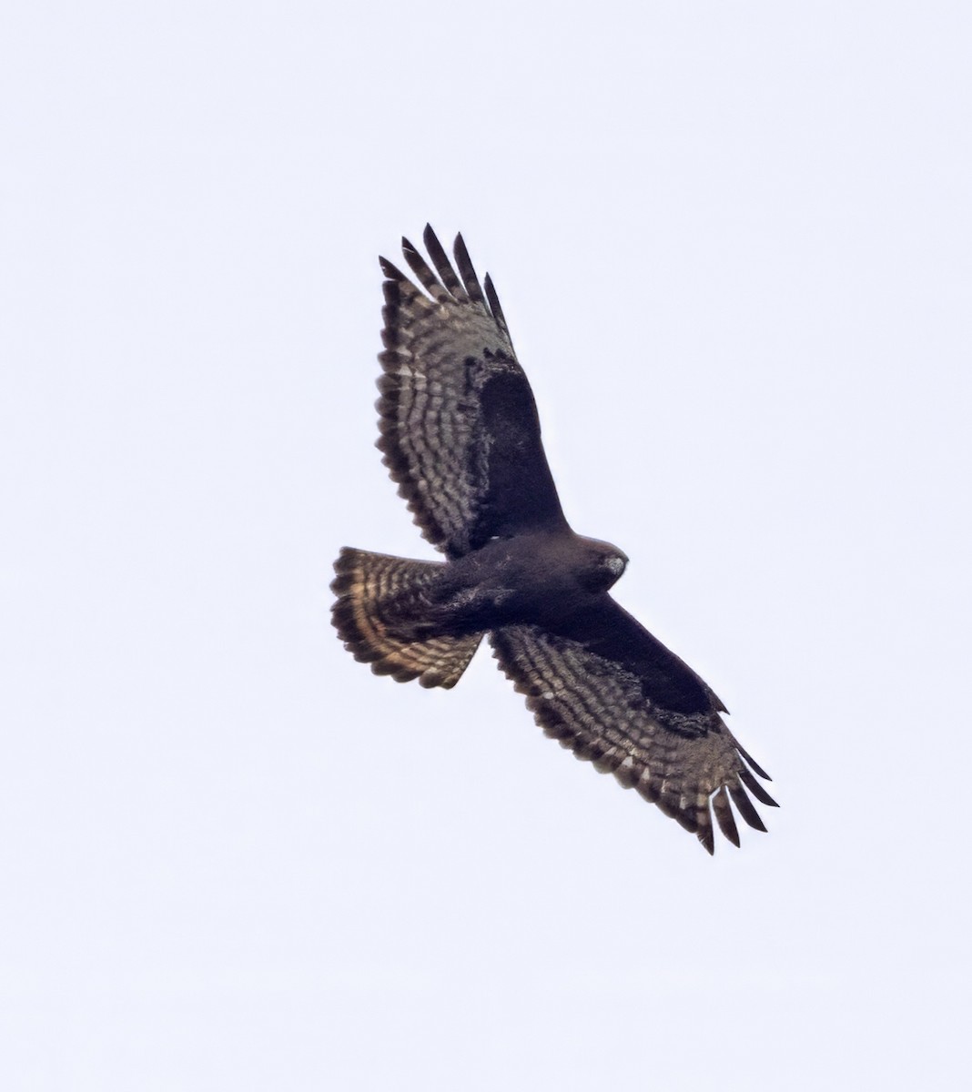 Red-tailed Hawk (calurus/abieticola) - ML615720508