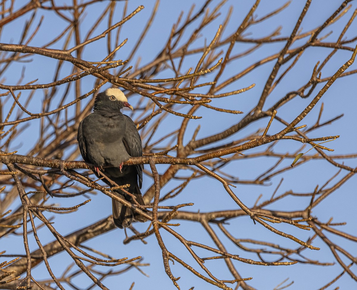 White-crowned Pigeon - Lorraine Minns