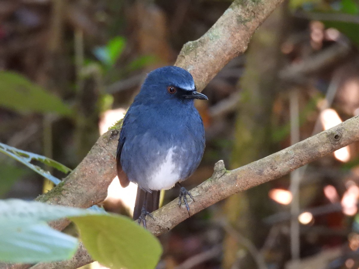 White-bellied Sholakili - ML615720624