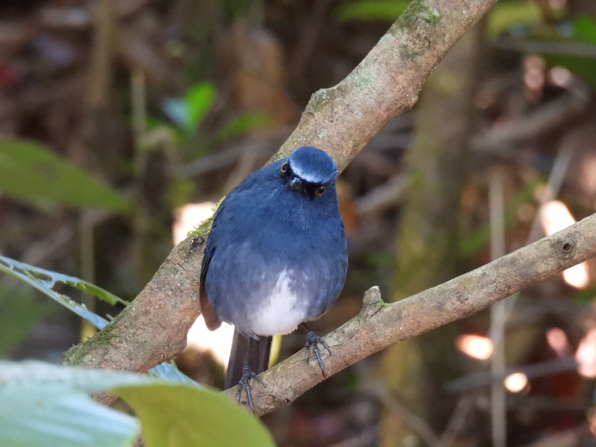 White-bellied Sholakili - ML615720625