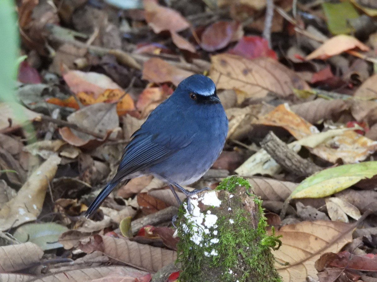 White-bellied Sholakili - ML615720626