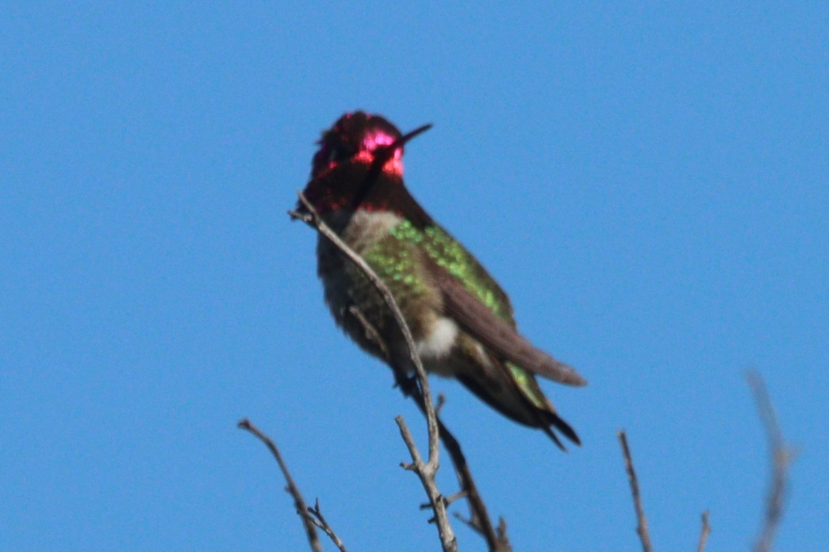 Anna's Hummingbird - ML615720658
