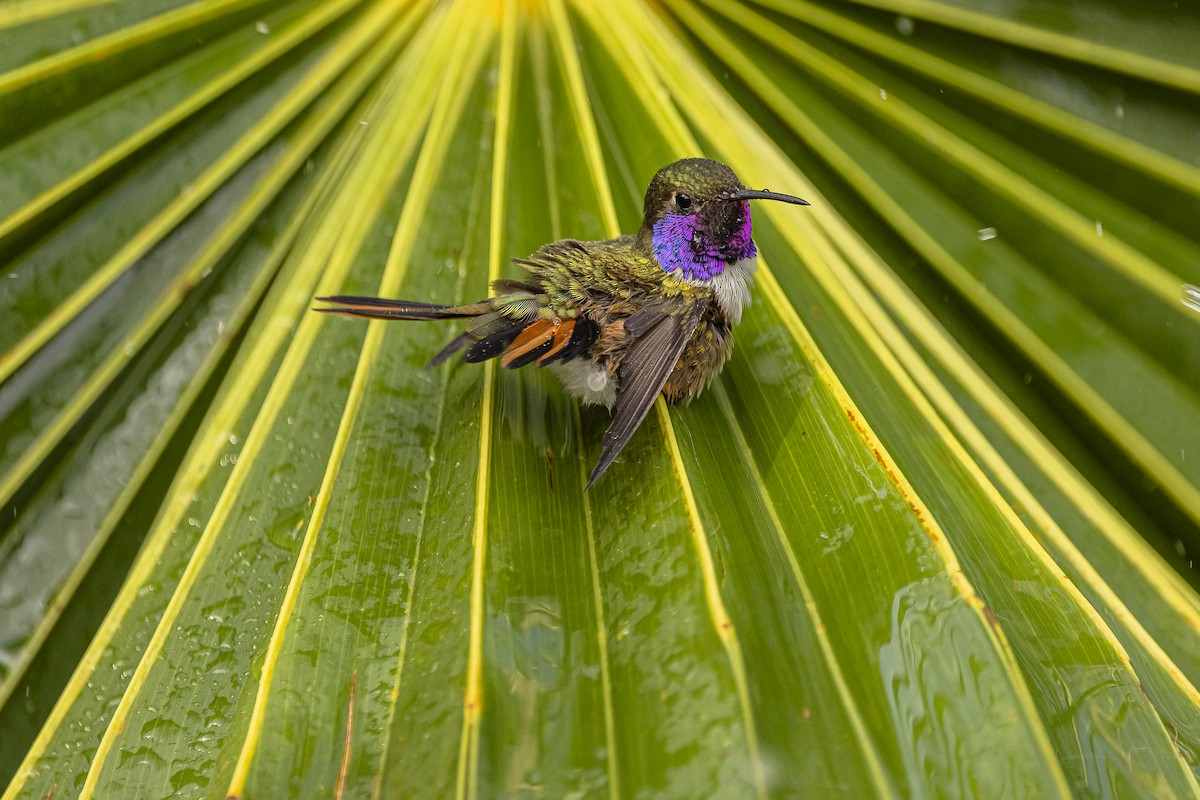 Colibri des Bahamas - ML615720662