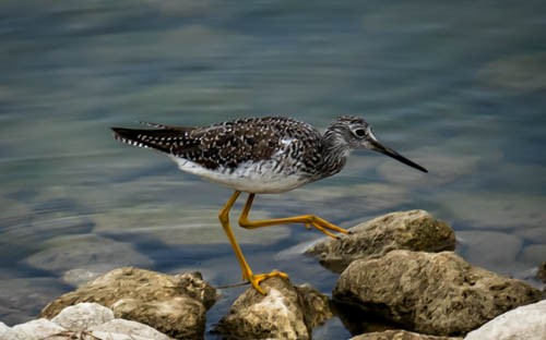 Greater Yellowlegs - ML615720674