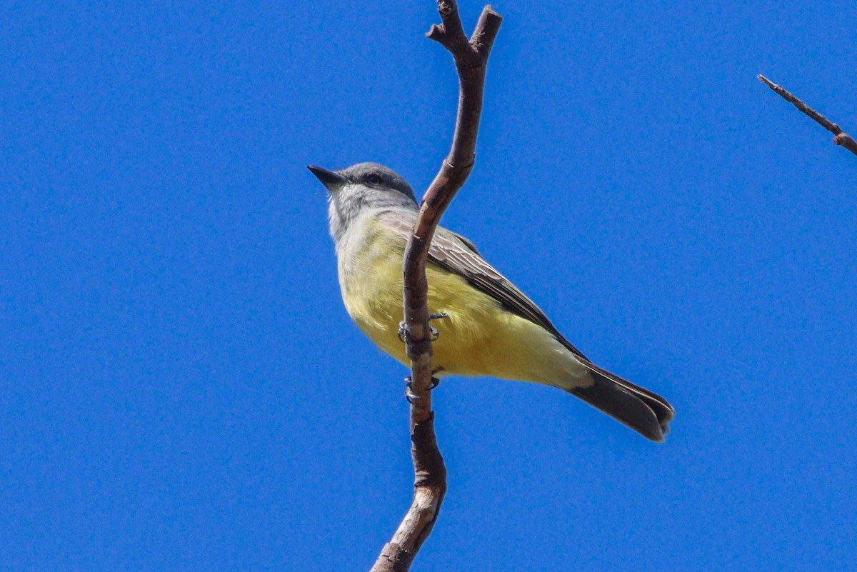 Cassin's Kingbird - ML615720688