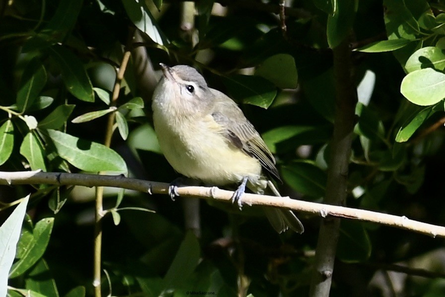 Vireo Gorjeador - ML615720733