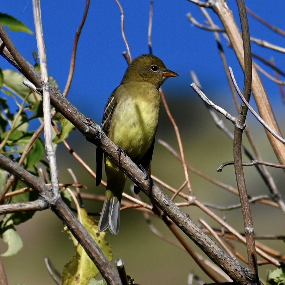 Piranga Carirroja - ML615720740