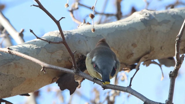 Cedar Waxwing - ML615720755