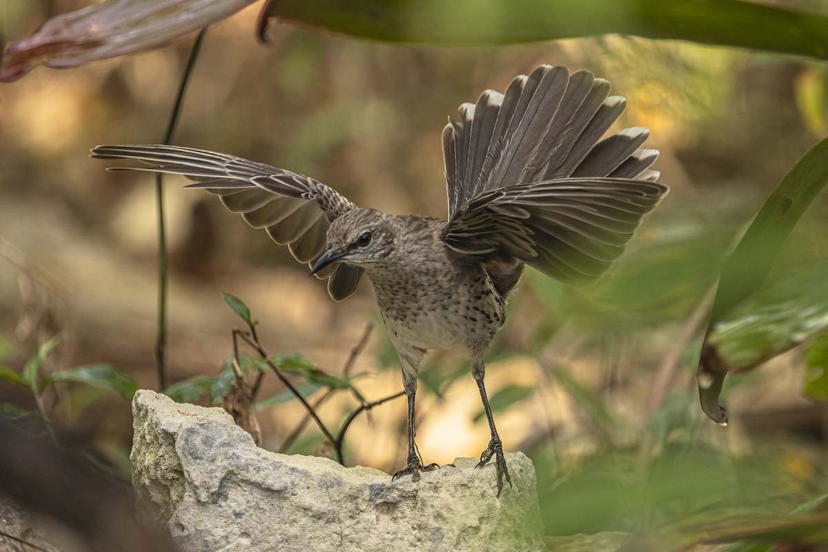 Bahama Mockingbird - ML615720762