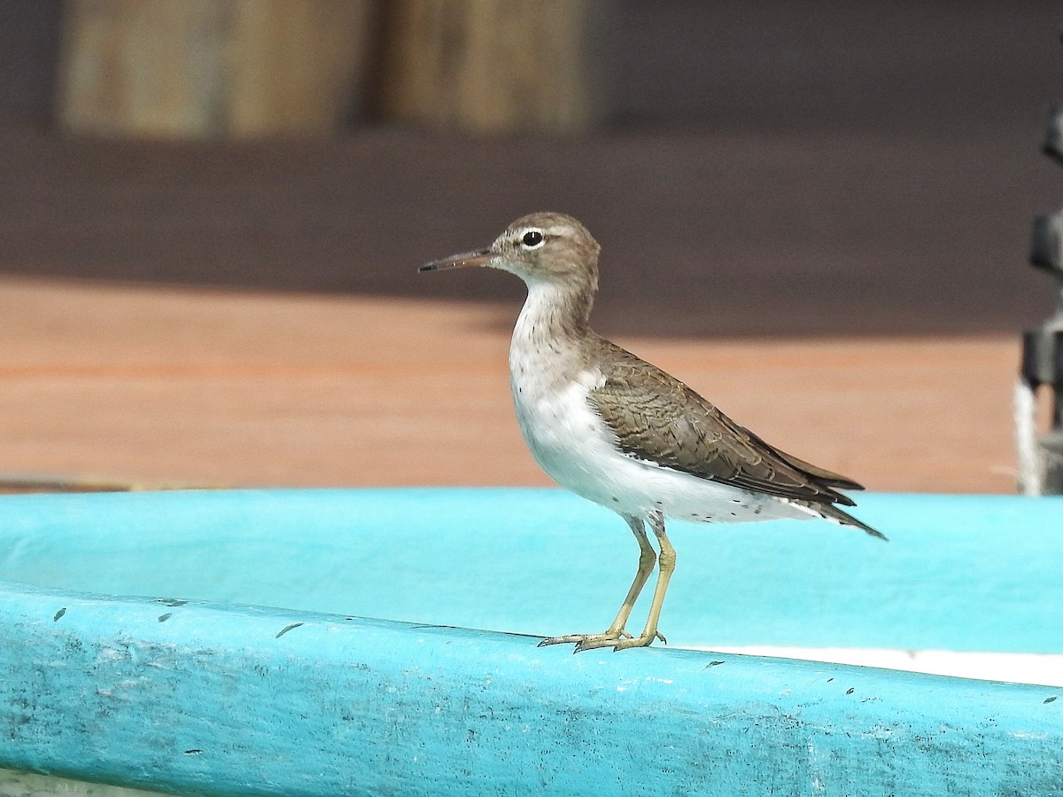 Spotted Sandpiper - ML615720836