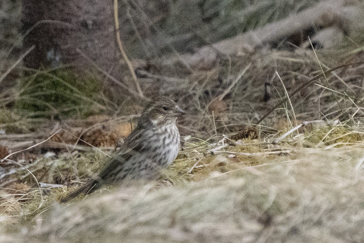 Cassin's Finch - ML615720856