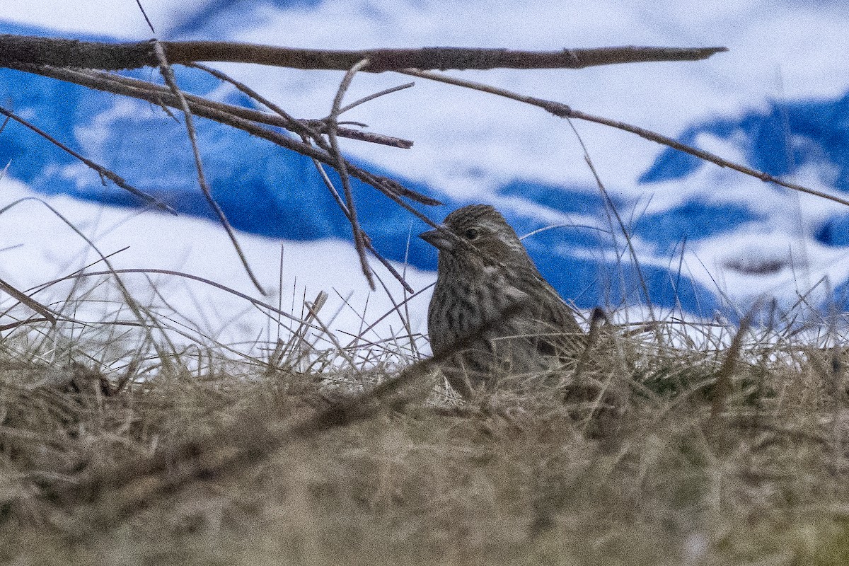 Cassin's Finch - ML615720857