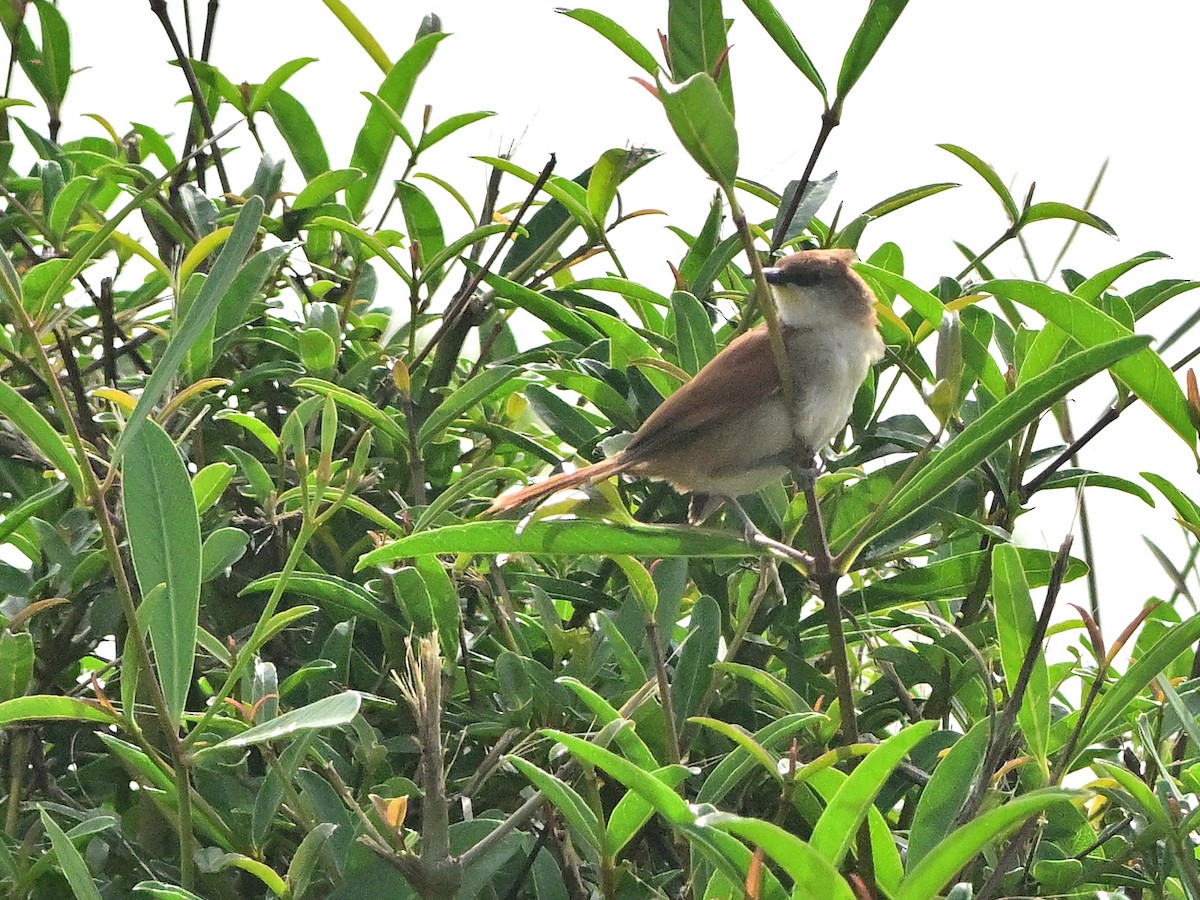 Yellow-chinned Spinetail - ML615720872