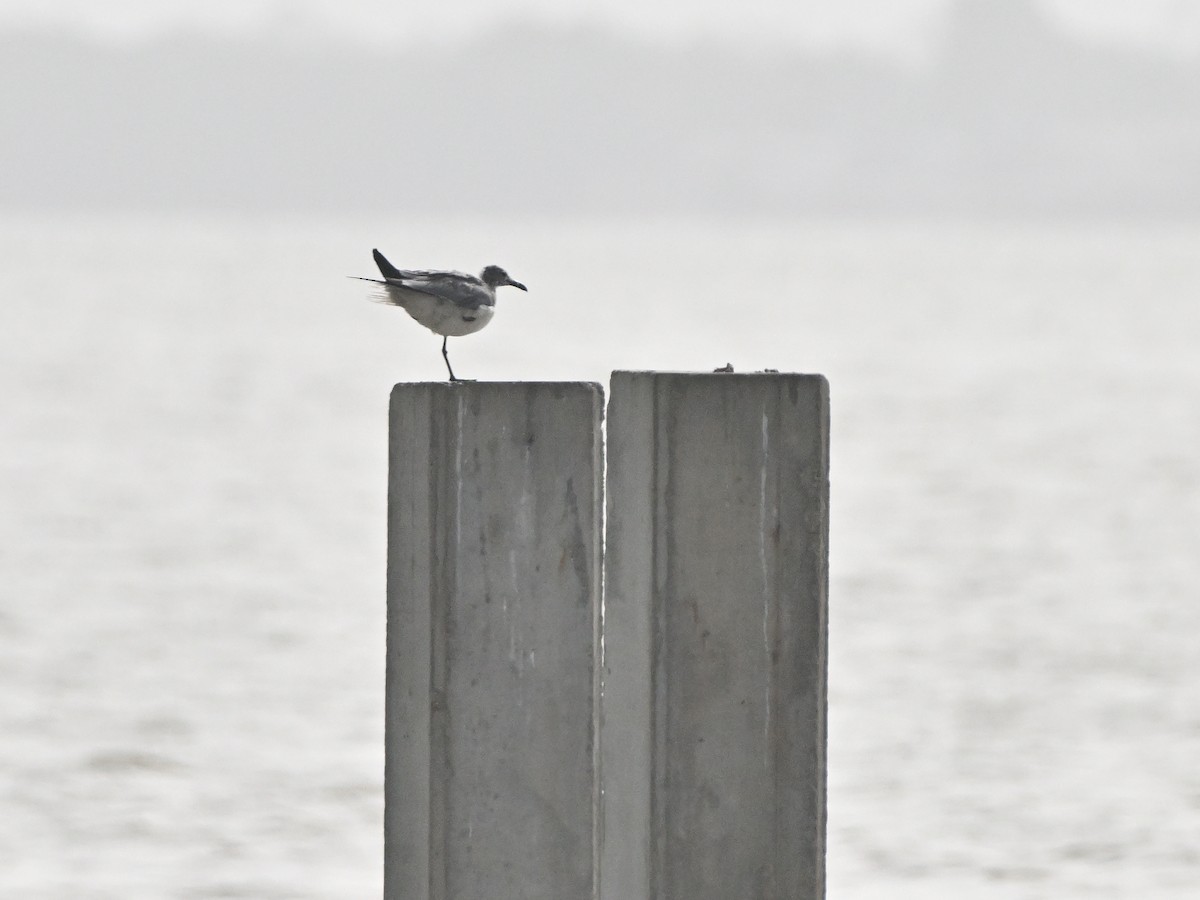 Gaviota Guanaguanare - ML615720890