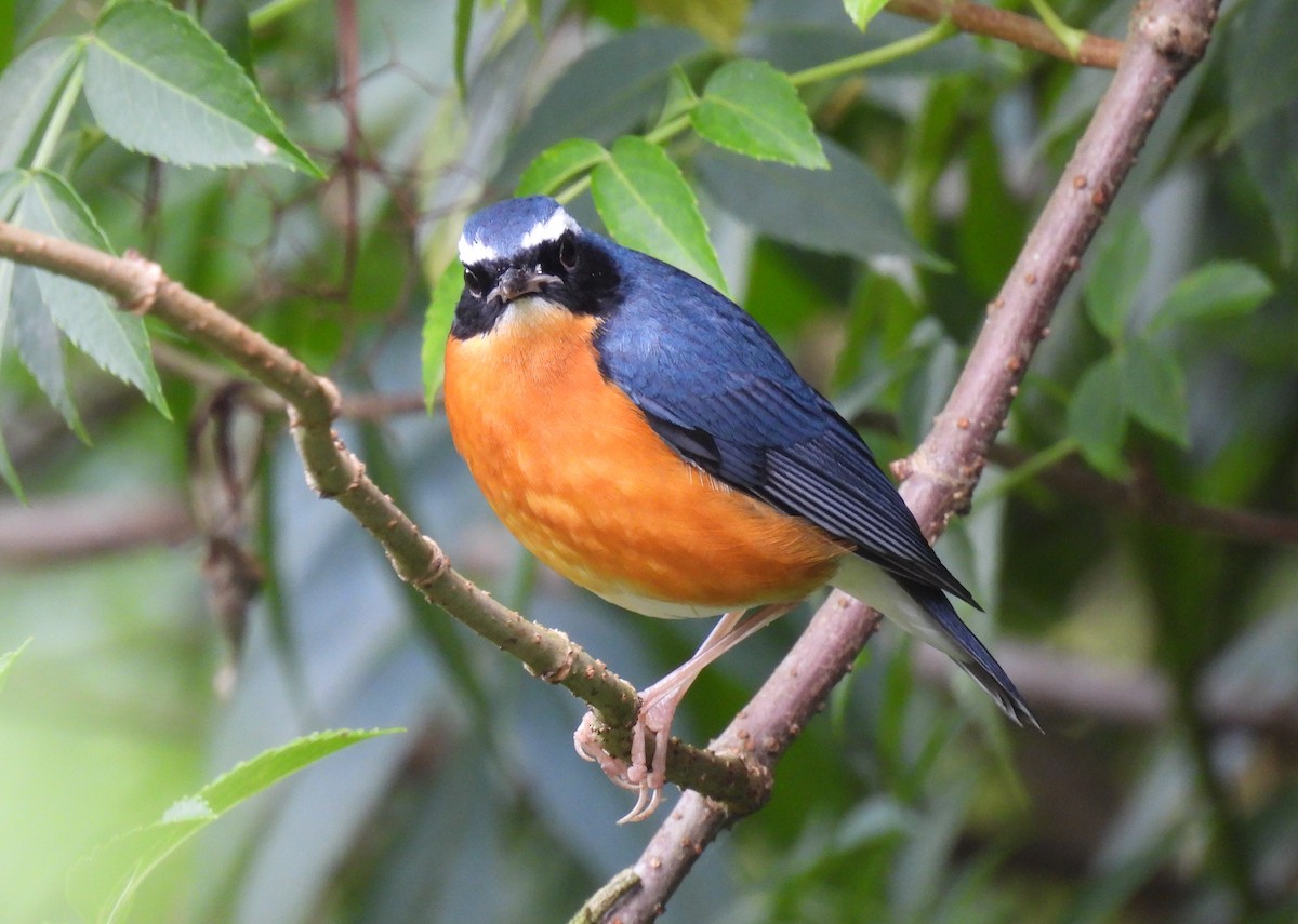 Indian Blue Robin - ML615720914