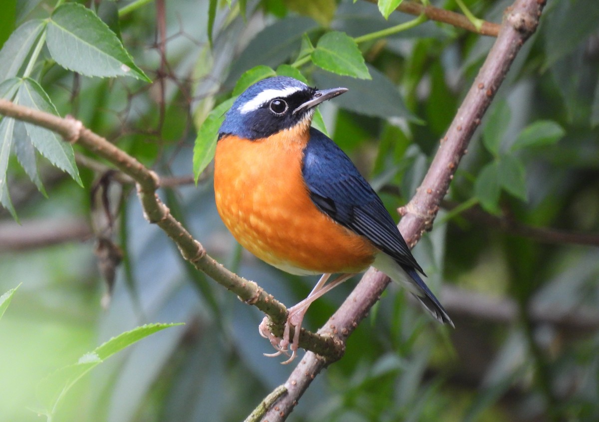 Indian Blue Robin - Dieter Ebert