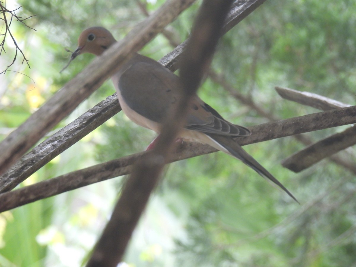 Mourning Dove - ML615720931