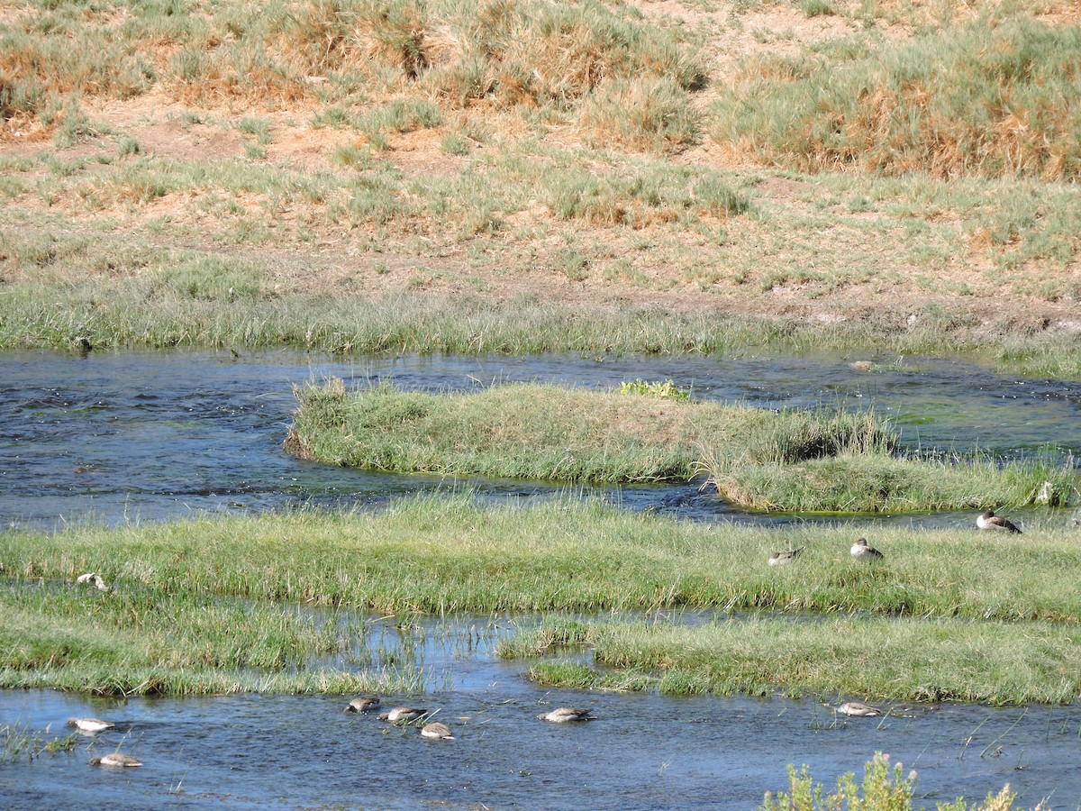 Yellow-billed Teal (oxyptera) - ML615720934