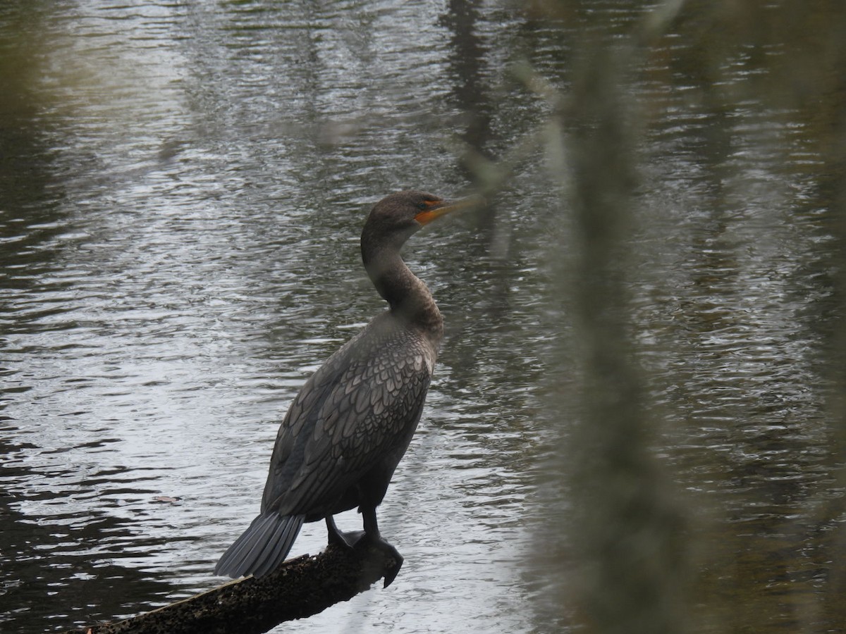 Double-crested Cormorant - ML615720940