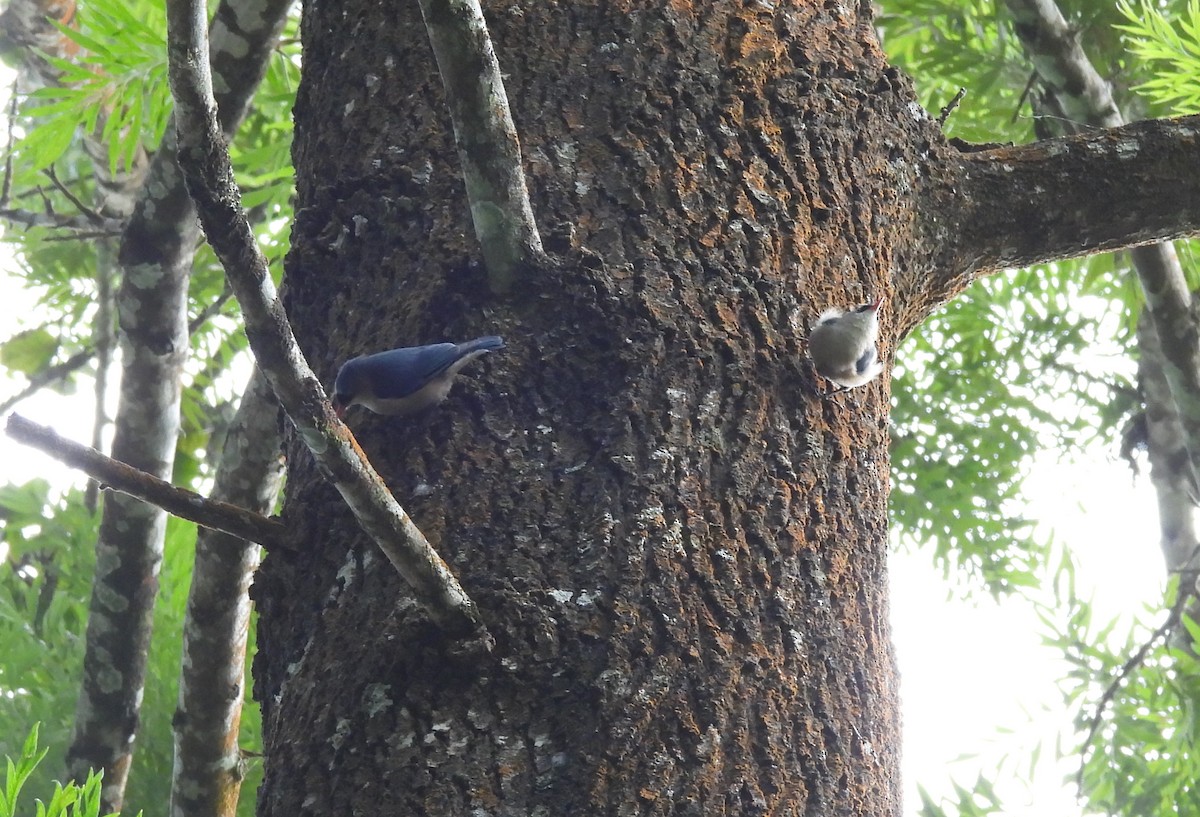 Velvet-fronted Nuthatch - ML615720941