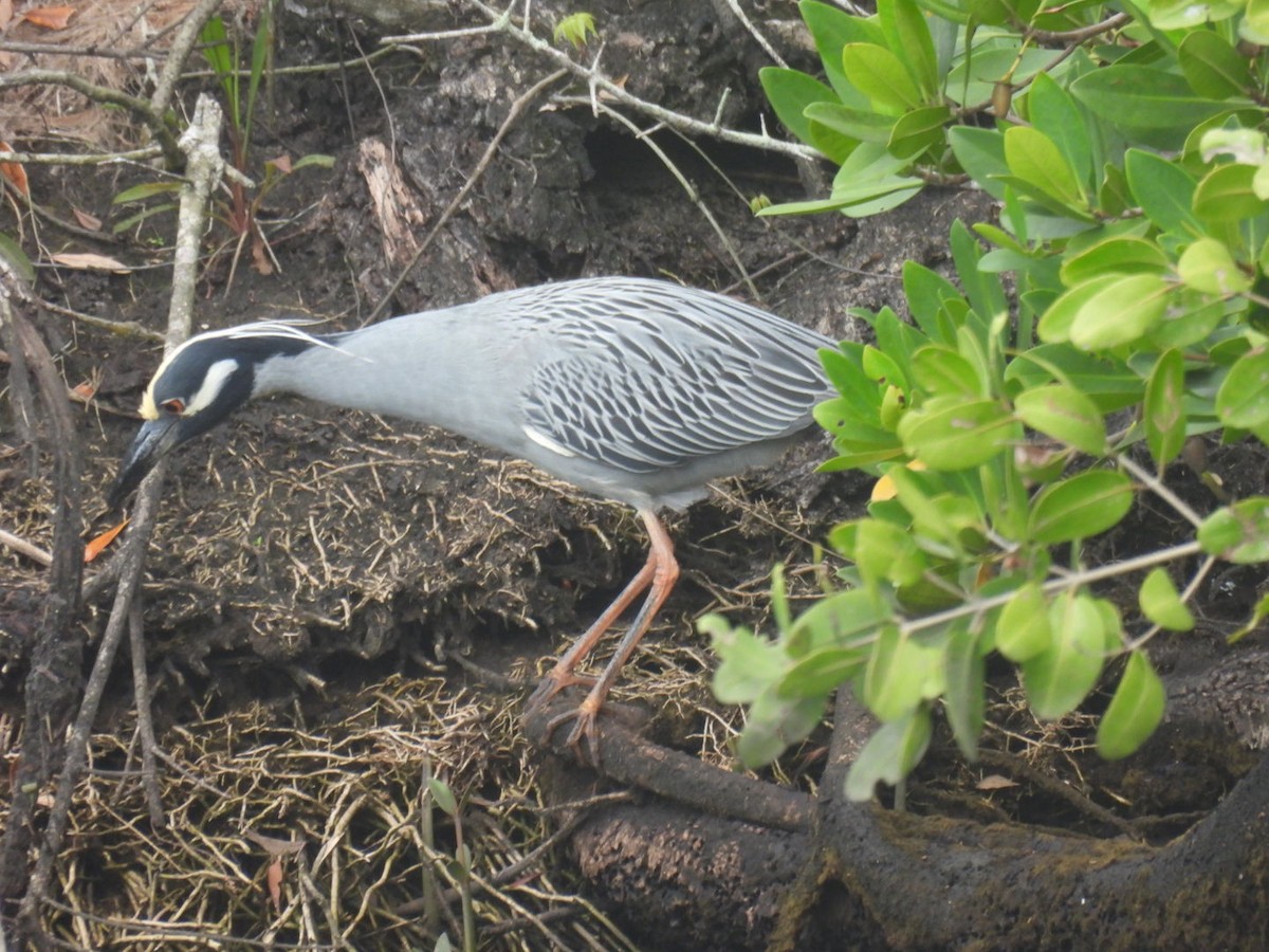 Yellow-crowned Night Heron - ML615720953