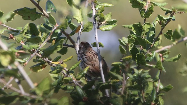 Song Sparrow - ML615720965