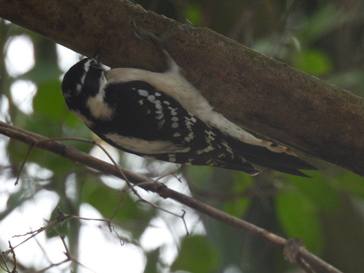 Downy Woodpecker - ML615720972