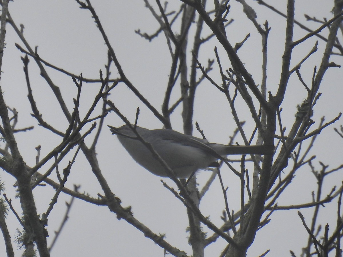 Blue-gray Gnatcatcher - ML615721008