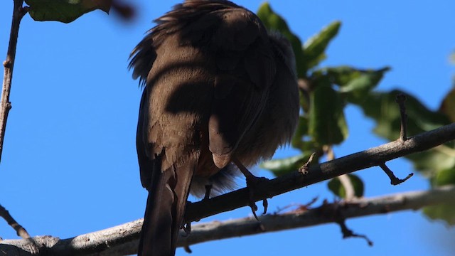 California Towhee - ML615721058