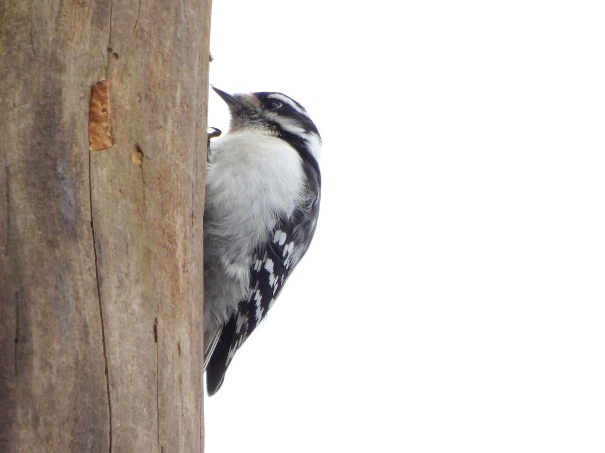 Downy Woodpecker - ML615721084