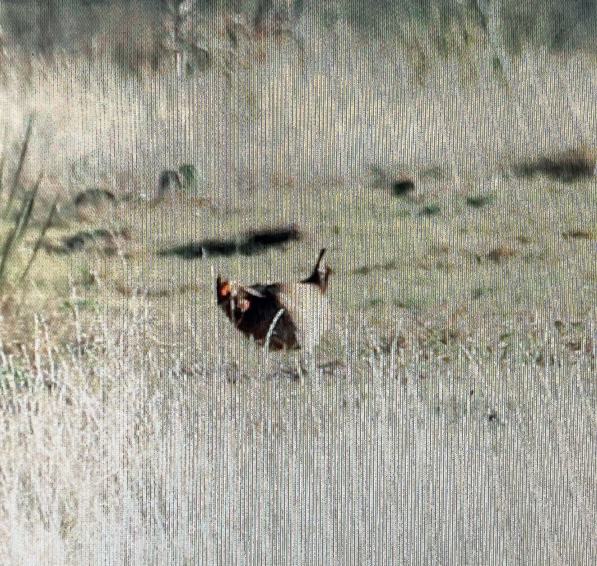 Lesser Prairie-Chicken - ML615721086