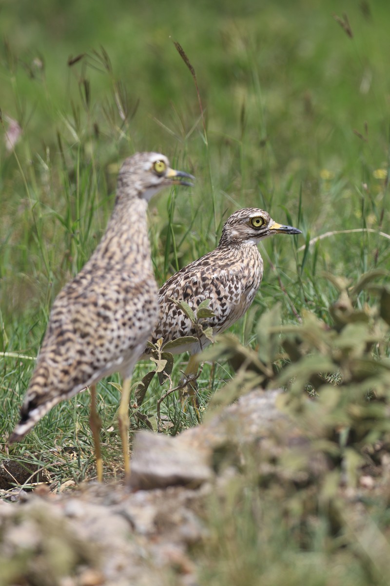 Spotted Thick-knee - ML615721102