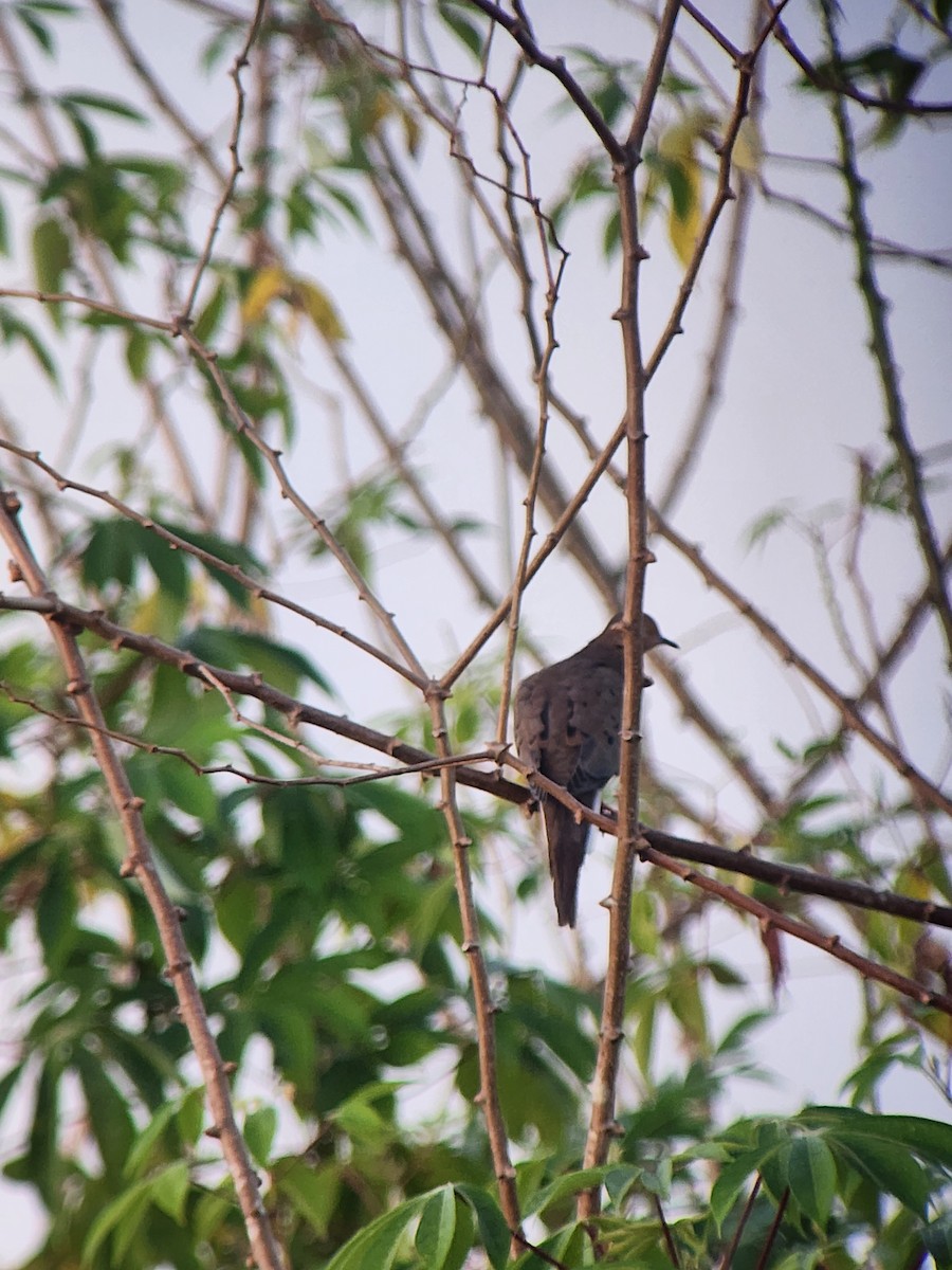 Mourning Dove - ML615721115