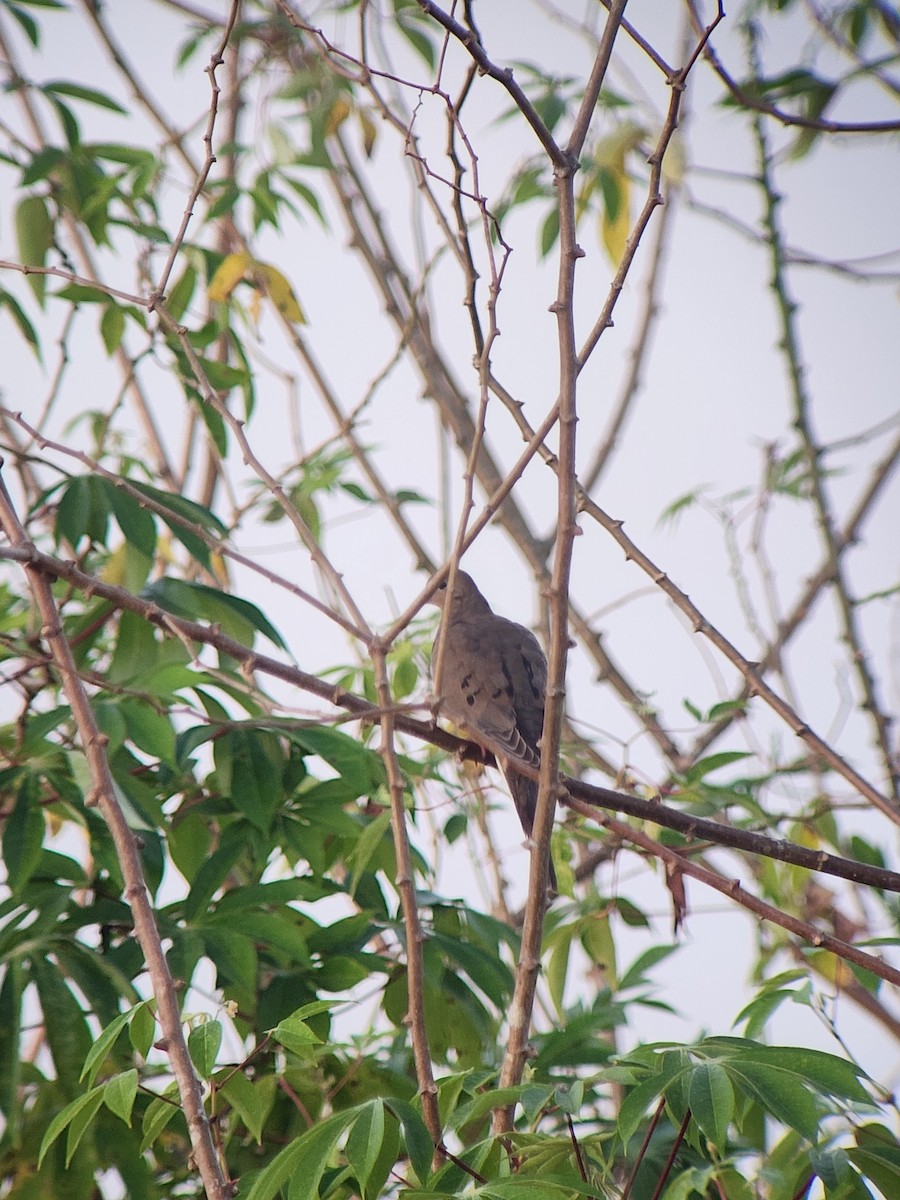 Mourning Dove - ML615721116