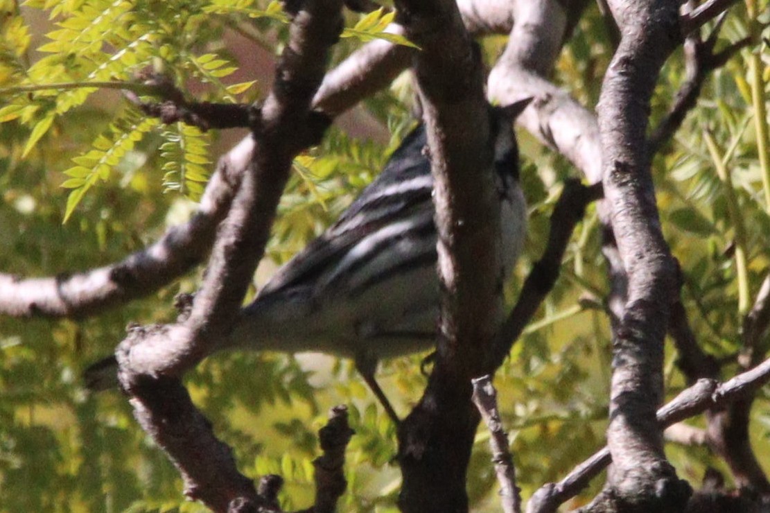 Black-throated Gray Warbler - ML615721117