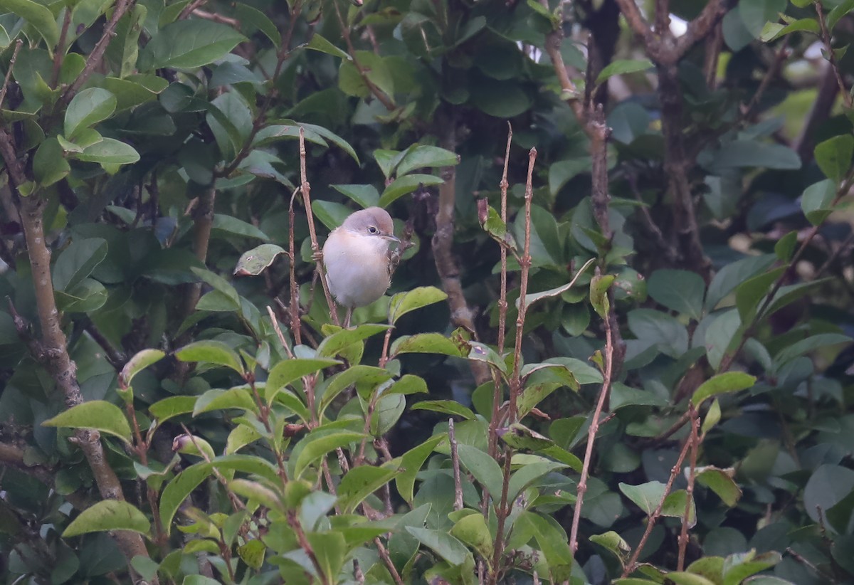 Western/Eastern Subalpine Warbler - ML615721184