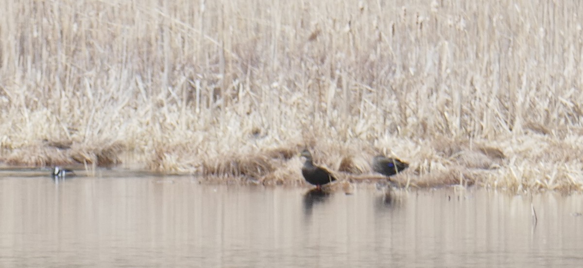 American Black Duck - ML615721198