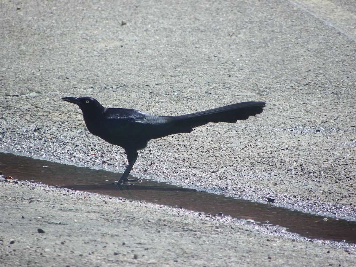 Great-tailed Grackle - ML615721201