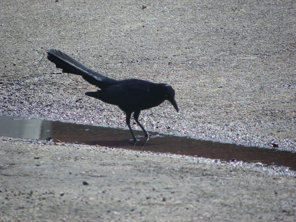 Great-tailed Grackle - ML615721251